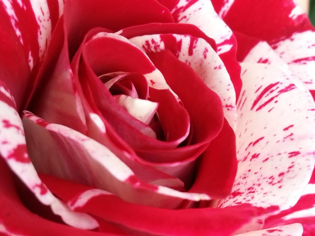 photo 20140411_150817_zps27703678.jpg